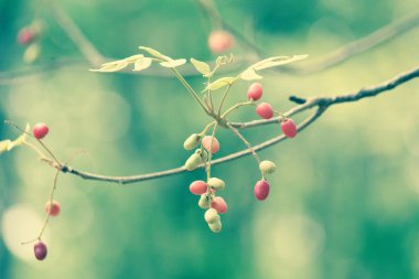 mucize meyve ağacı