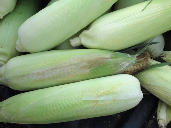 Fresh corn — Stock Photo, Image