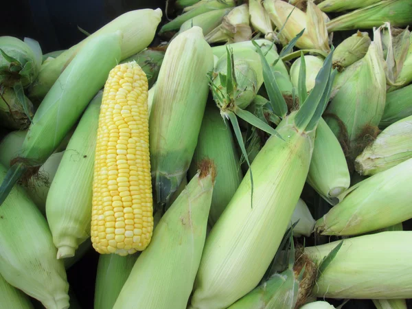 Fresh corn — Stock Photo, Image