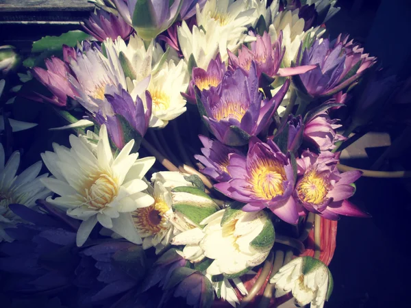 Lotus λουλούδια — Φωτογραφία Αρχείου