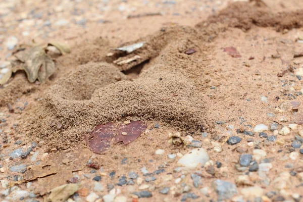 蚂蚁巢 — 图库照片