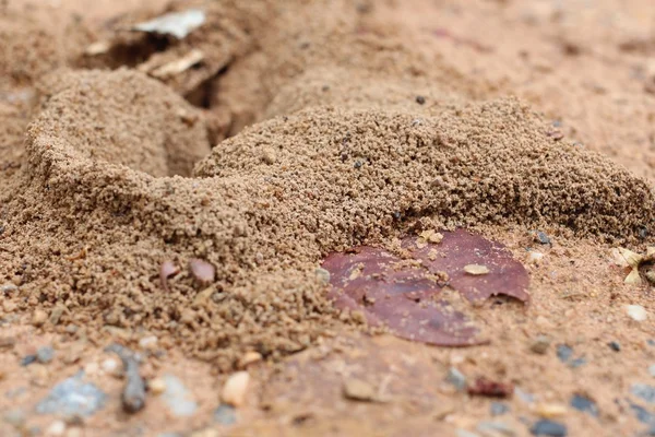 Ants nest — Stock Photo, Image