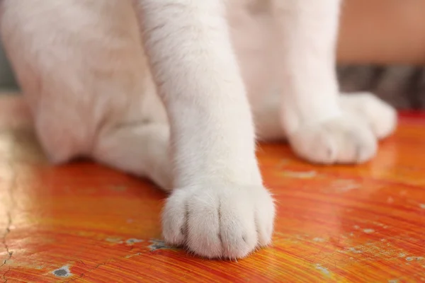 Kočičí nohy — Stock fotografie