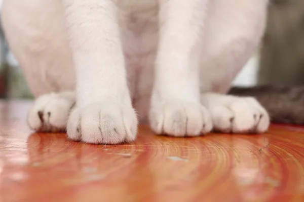 Pés de gato — Fotografia de Stock