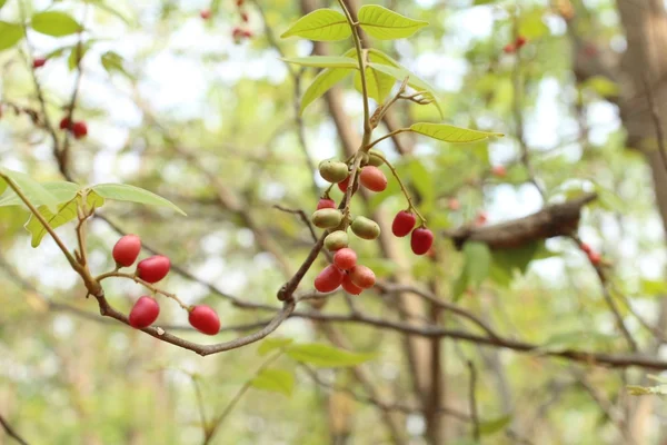 ミラクル フルーツの木 — ストック写真