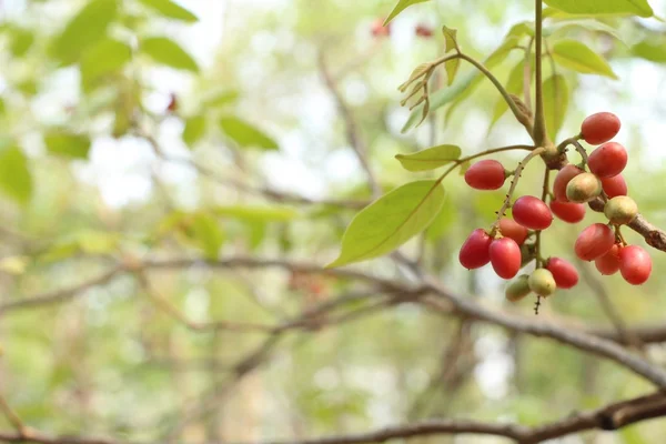 Mucize meyve ağacı — Stok fotoğraf