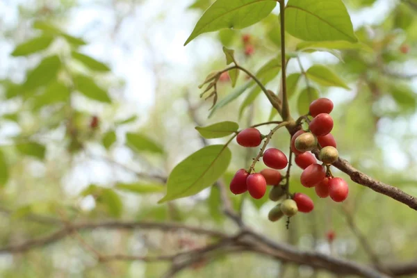 ミラクル フルーツの木 — ストック写真