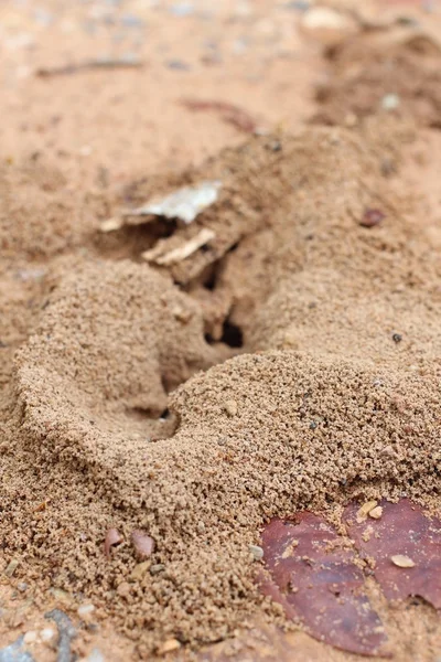 Nido de hormigas —  Fotos de Stock