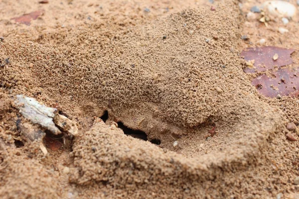 Ants nest — Stock Photo, Image