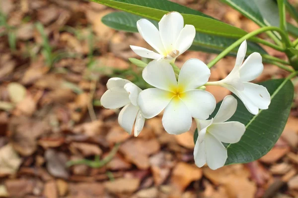 Kwiat biały frangipani na drzewo — Zdjęcie stockowe