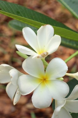 ağaç üzerinde beyaz frangipani çiçek