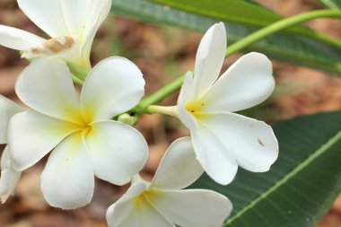 ağaç üzerinde beyaz frangipani çiçek