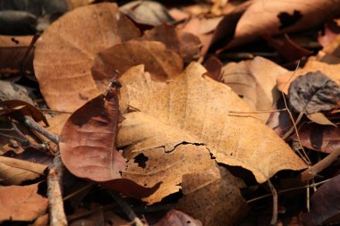 Kurutulmuş Yapraklar