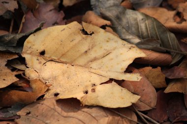 Kurutulmuş Yapraklar