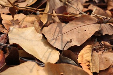 Kurutulmuş Yapraklar