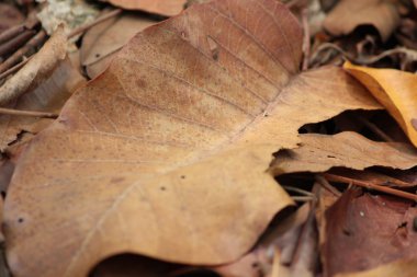Kurutulmuş Yapraklar