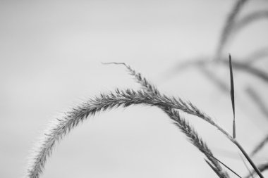 Vintage bahar çiçekleri