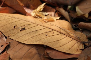 Kurutulmuş Yapraklar