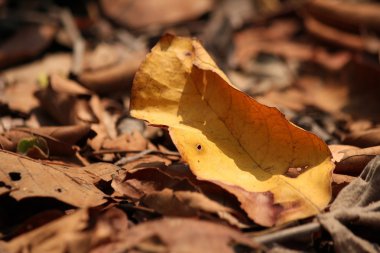 Kurutulmuş Yapraklar
