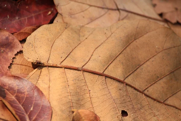 Feuilles séchées — Photo