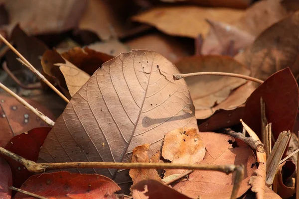Kurutulmuş Yapraklar