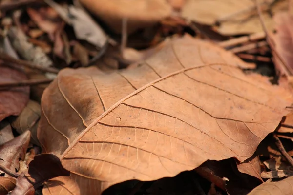 Feuilles séchées — Photo