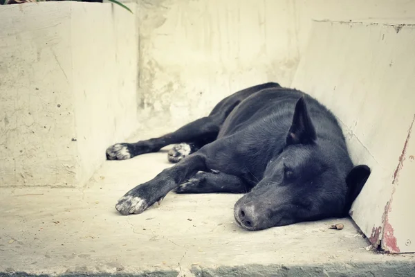 Perro durmiendo — Foto de Stock
