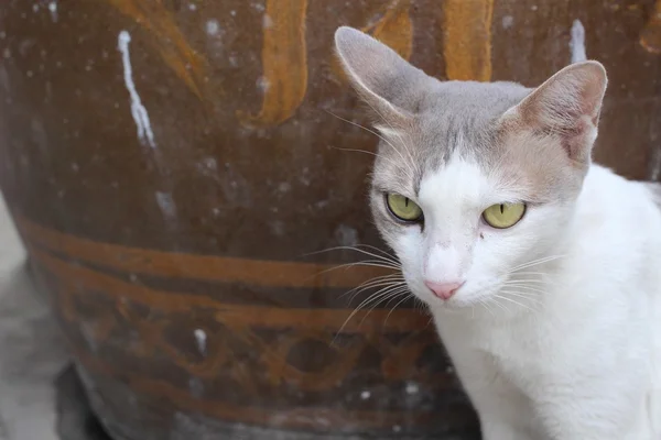 猫看γάτα ψάχνει. — Φωτογραφία Αρχείου