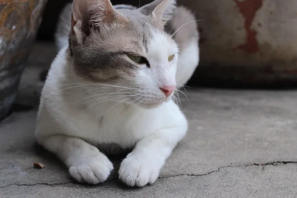 Kat op zoek. — Stockfoto