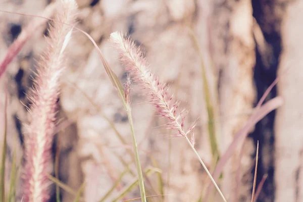 ビンテージの春の花 — ストック写真