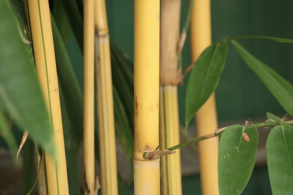 Bambú — Foto de Stock