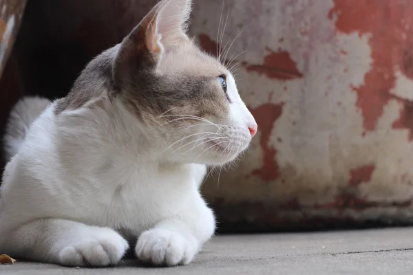 猫看γάτα ψάχνει. — Φωτογραφία Αρχείου