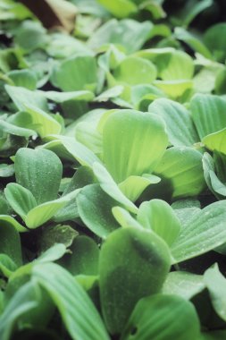 eğreltiotu yaprakları