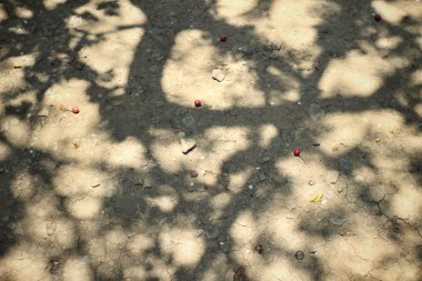 yaprakları ile gölge