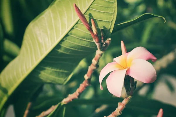 Fleur frangipani blanche sur l'arbre — Photo