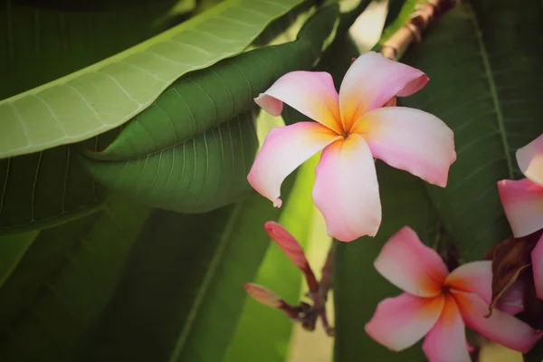 Frangipani fleur — Photo