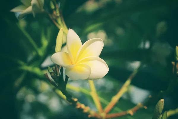 Vit frangipani blomma på träd — Stockfoto