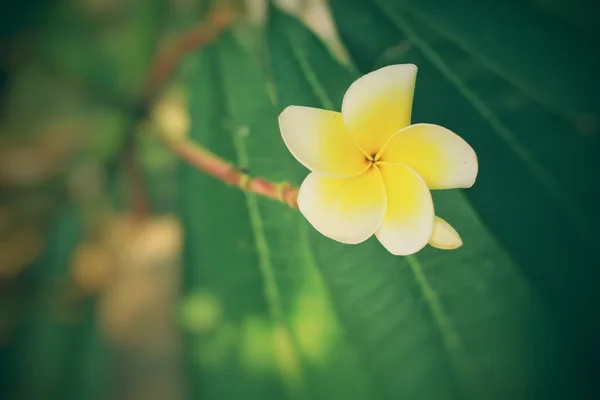 Flor de frangipani branco na árvore — Fotografia de Stock