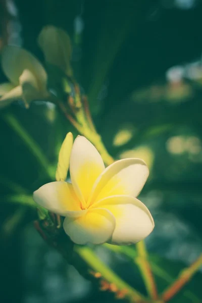 Flor de frangipani blanco en el árbol — Foto de Stock