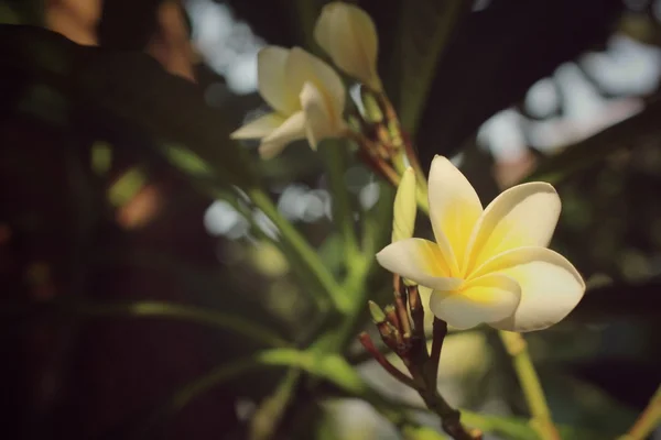 Fleur frangipani blanche sur l'arbre — Photo