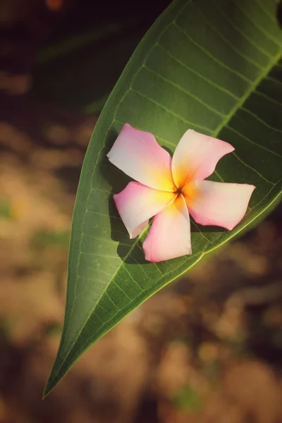 Frangipani blomma på lämnar — Stockfoto