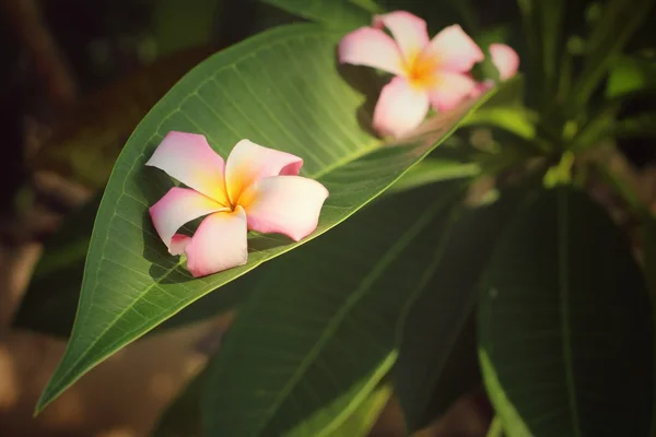 Kwiat Frangipani na liście — Zdjęcie stockowe