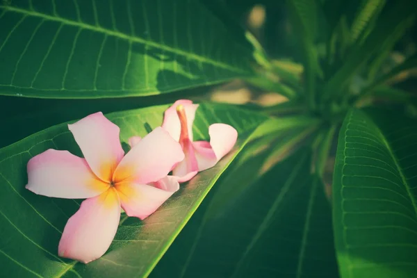 Frangipani flor en hojas — Foto de Stock