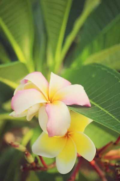 Fleur frangipani blanche sur l'arbre — Photo