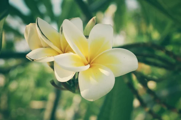 Flor de frangipani blanco en el árbol — Foto de Stock