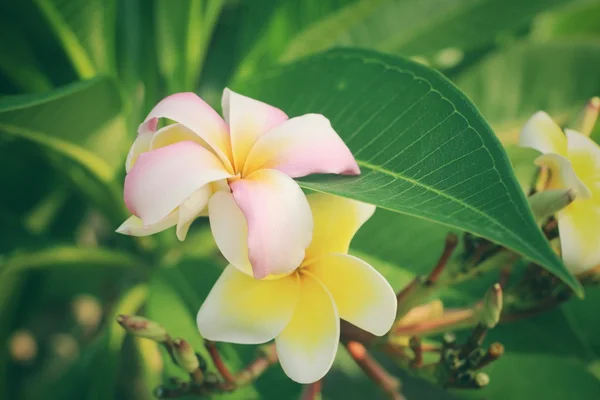 Ağaç üzerinde beyaz frangipani çiçek — Stok fotoğraf