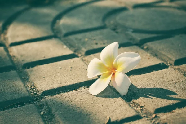 White frangipani flower — Stock Photo, Image