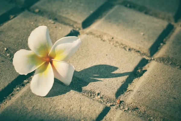 White frangipani flower — Stock Photo, Image