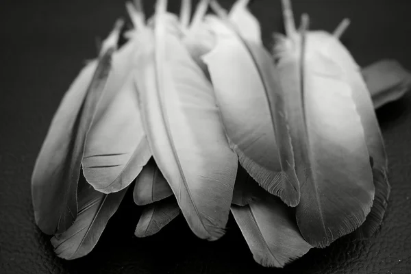 Vintage feather — Stock Photo, Image