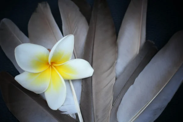 Plume vintage avec fleur frangipani — Photo